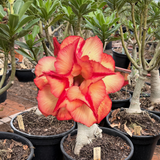 Rosa do Deserto - ENXERTO ADULTO - GM SCORCHED FIRE