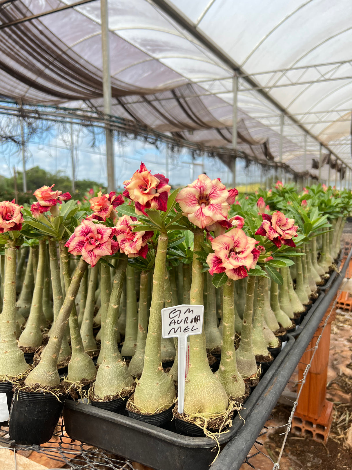 Rosa do Deserto - GM AURORA MEL