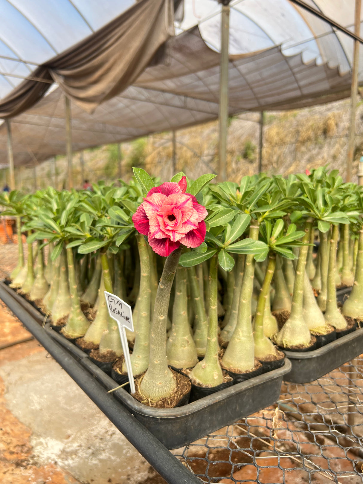 Rosa do Deserto - GM ROSALINE