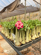 Rosa do Deserto - GM ROSALINE