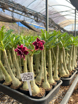 Rosa do Deserto - GM BLACK FROST