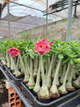 Rosa do Deserto - GM CELESTIAL