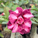 Rosa do Deserto - MEI XIANG