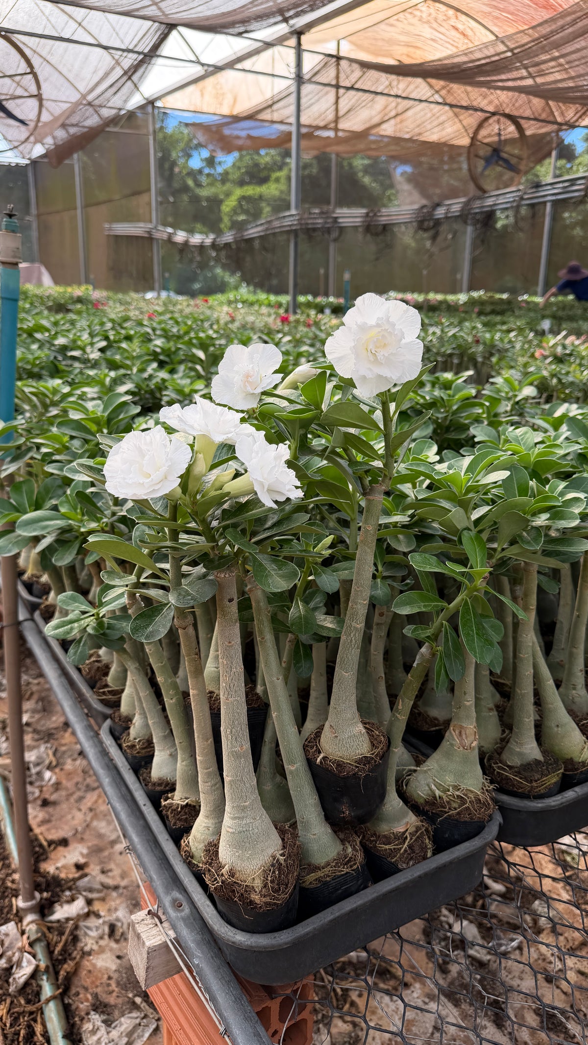 Rosa do Deserto- POLLAR
