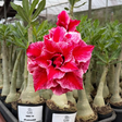 HERANÇA GM - ARM 74 - Gm Rosa Do Deserto