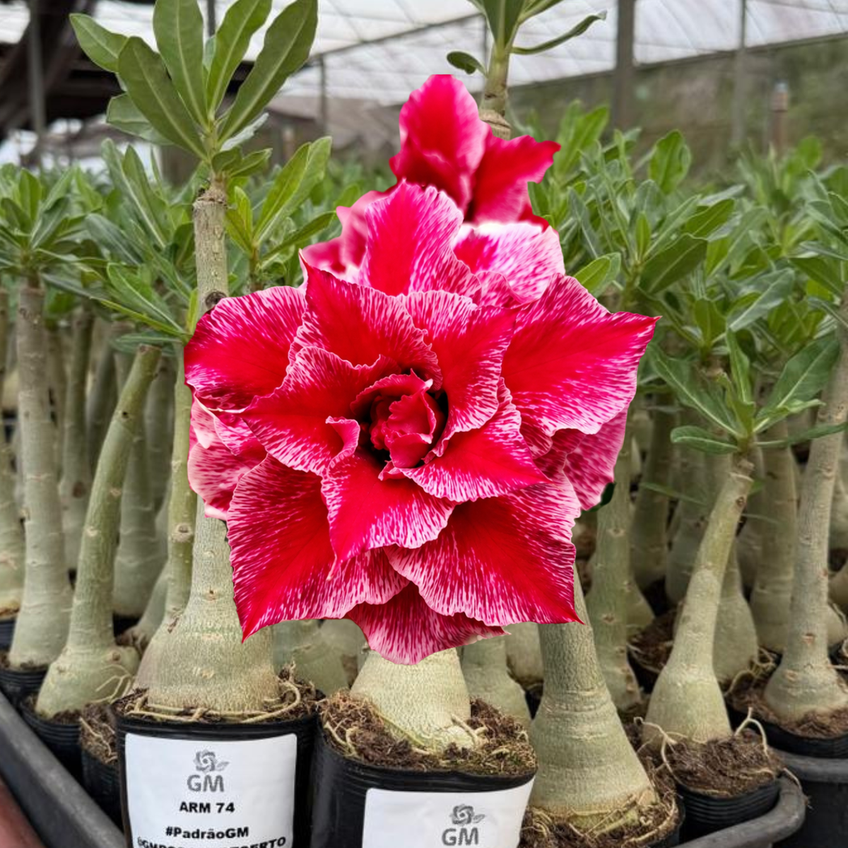 HERANÇA GM - ARM 74 - Gm Rosa Do Deserto