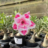HERANÇA GM - BRD 103 - Gm Rosa Do Deserto