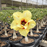 HERANÇA GM - CANAN 25 - Gm Rosa Do Deserto