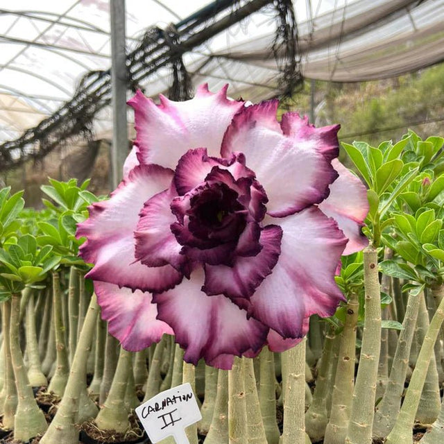 HERANÇA GM - CARNATION II - Gm Rosa Do Deserto