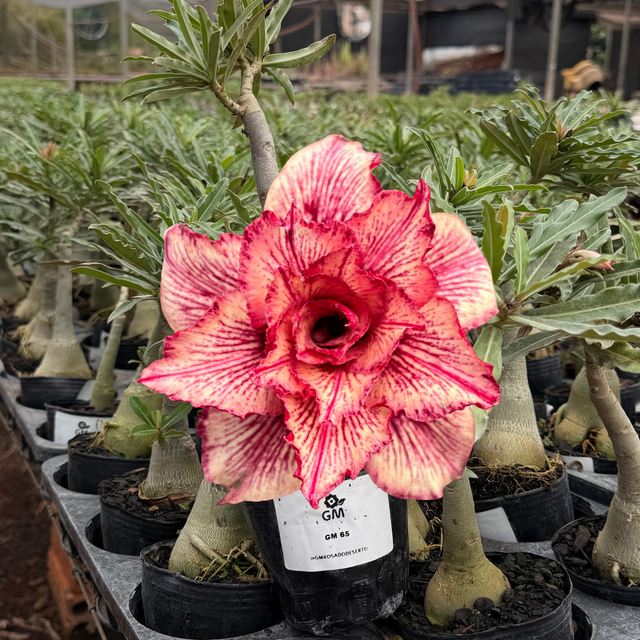 HERANÇA GM - GM 65 - Gm Rosa Do Deserto