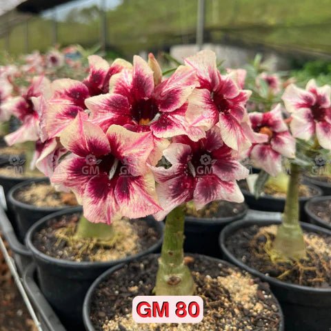 HERANÇA GM - GM 80 - Gm Rosa Do Deserto
