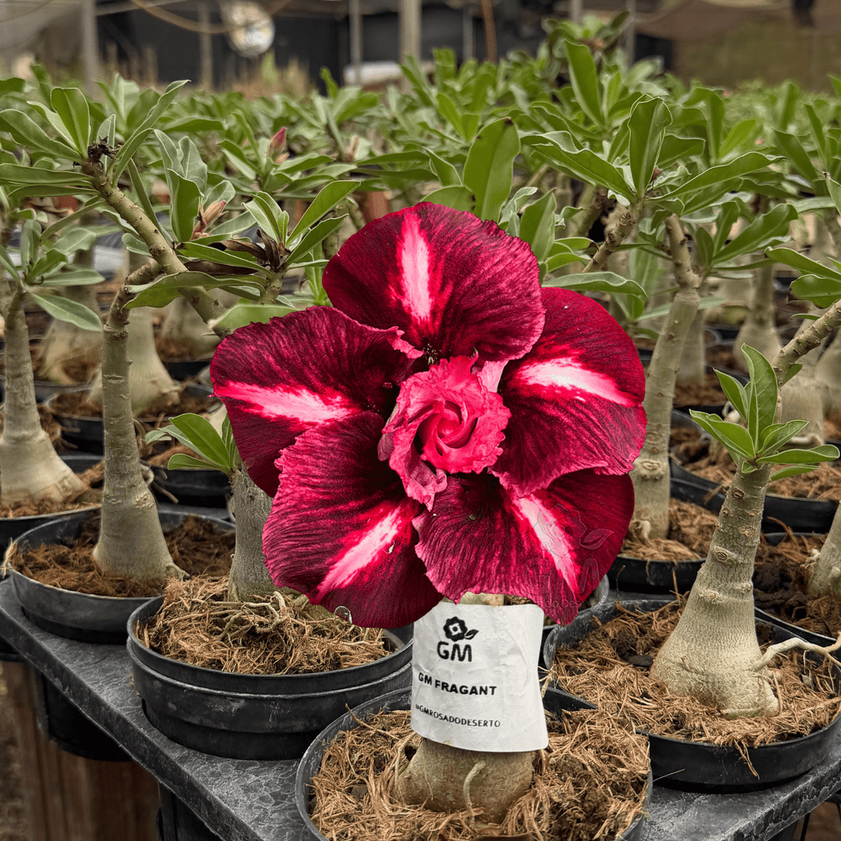 HERANÇA GM - GM FRAGRANT - Gm Rosa Do Deserto