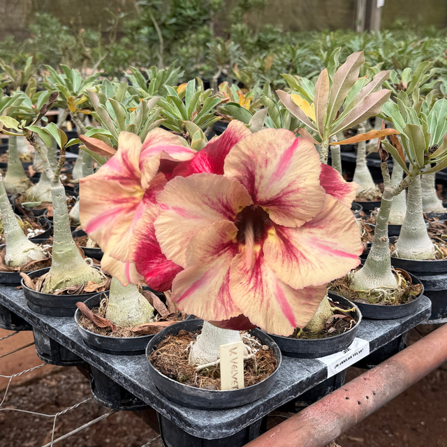 HERANÇA GM - GM VANILHA VELVET - Gm Rosa Do Deserto