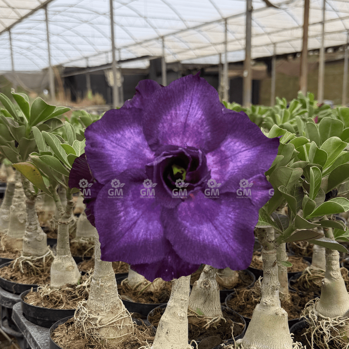HERANÇA GM - INDIGO GLAZE - Gm Rosa Do Deserto