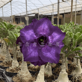 HERANÇA GM - INDIGO GLAZE - Gm Rosa Do Deserto