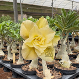 HERANÇA GM - L 26 - Gm Rosa Do Deserto