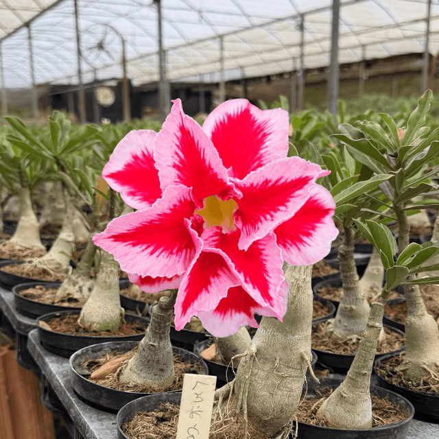 HERANÇA GM - LM 16 - Gm Rosa Do Deserto