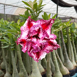 HERANÇA GM - MARISYA ( VARIEGATA ) - Gm Rosa Do Deserto