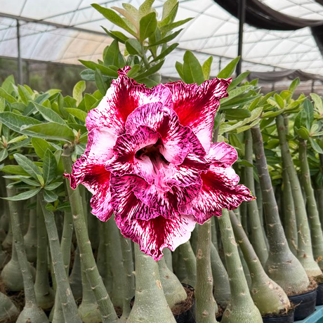 HERANÇA GM - MARISYA ( VARIEGATA ) - Gm Rosa Do Deserto