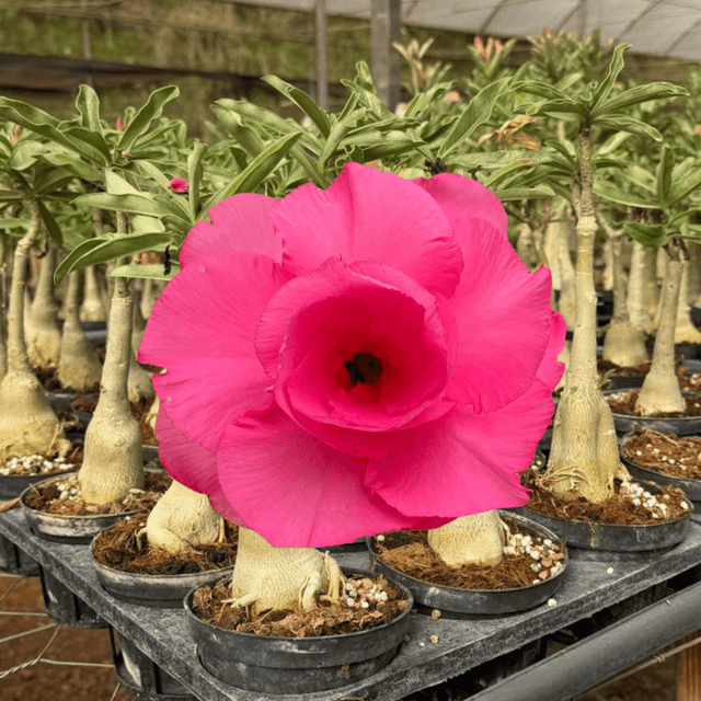 HERANÇA GM - TW 4 - Gm Rosa Do Deserto