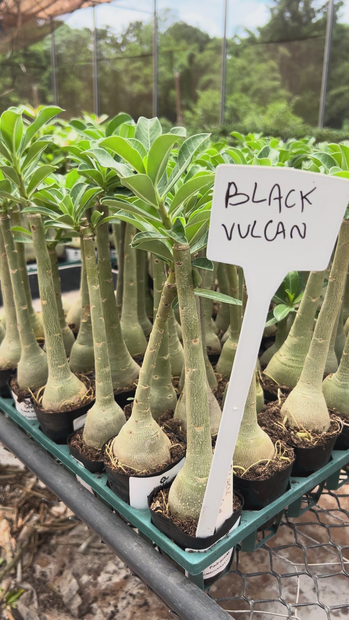 Rosa do Deserto - BLACK VULCAN