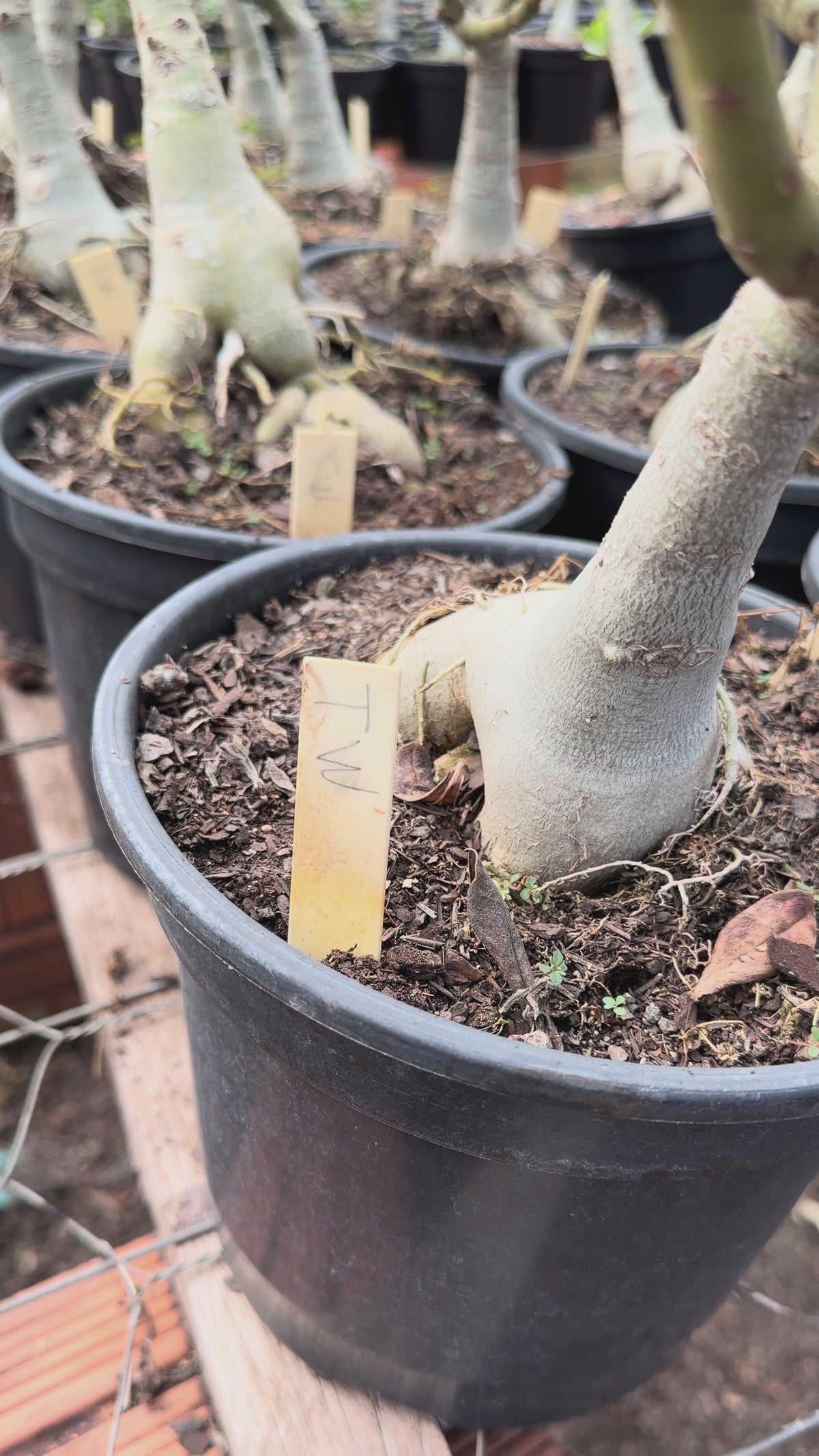 Rosa do Deserto - ENXERTO ADULTO - TRIPLE WISH ( PERFUMADA )