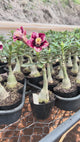 Rosa do Deserto - LM 827