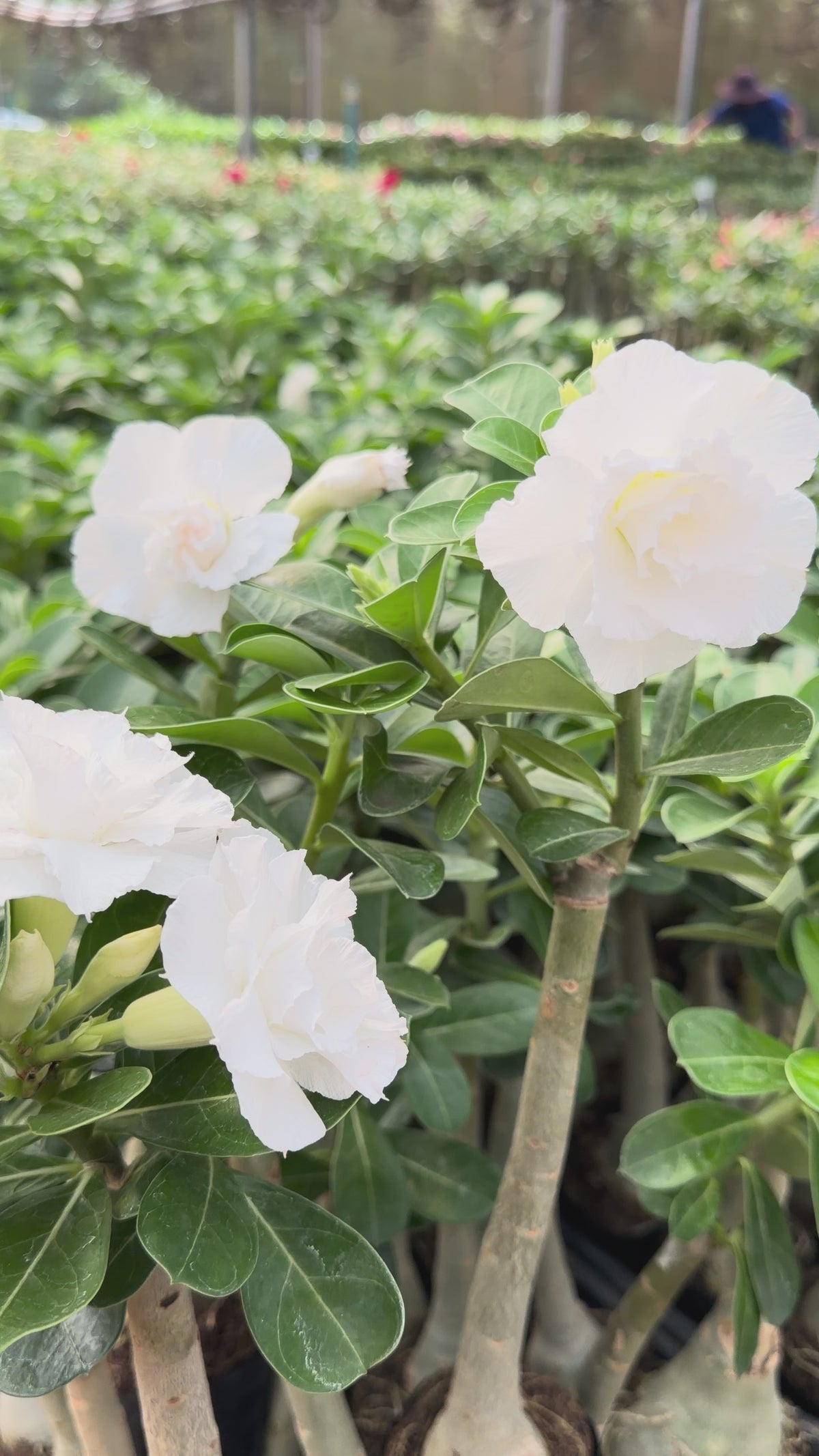 Rosa do Deserto- POLLAR