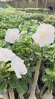 Rosa do Deserto- POLLAR
