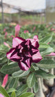 Rosa do Deserto - A17