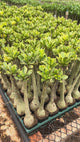 Rosa do Deserto - CEU ESTRELADO VARIEGATA