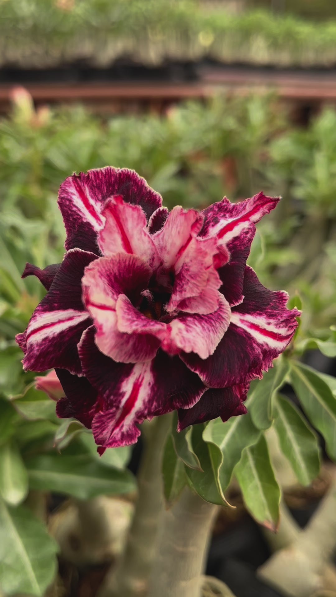 Rosa do Deserto - TS 550