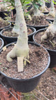 Rosa do Deserto - ENXERTO ADULTO - LM-50