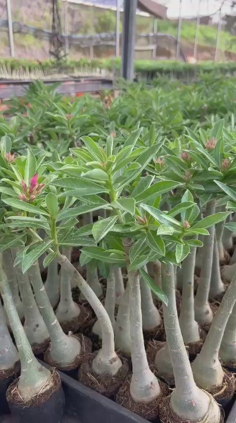 Rosa do Deserto - CRISTA BRD