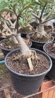 Rosa do Deserto - ENXERTO ADULTO -  GM 202