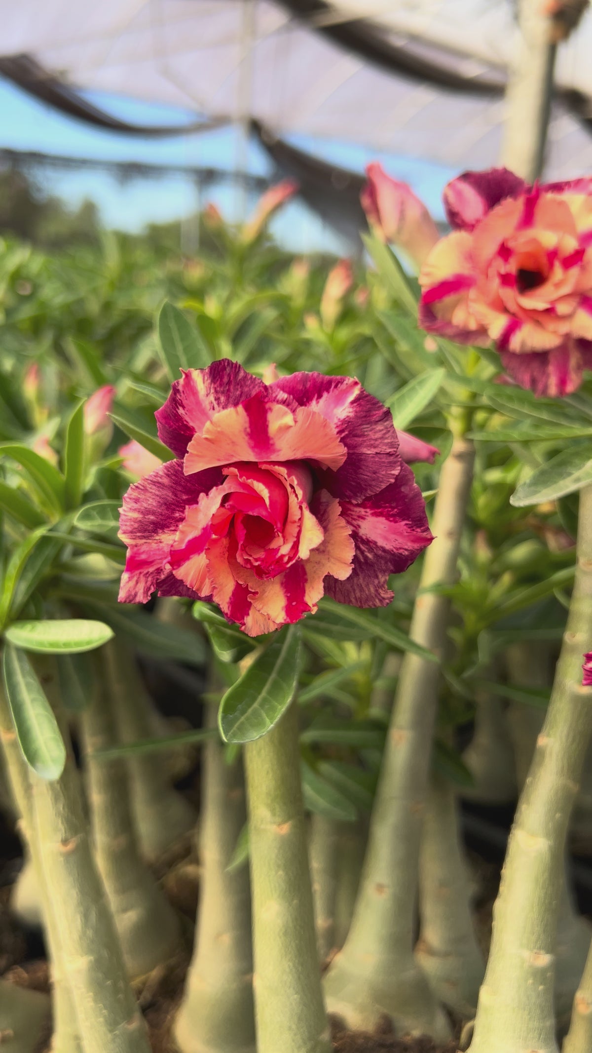 Rosa do Deserto - BLEND