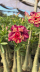 Rosa do Deserto - BLEND