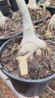 Rosa do Deserto - ENXERTO ADULTO - TS 110