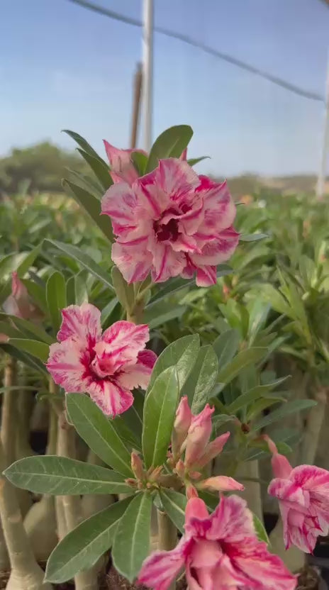 Rosa do Deserto - ZAYA