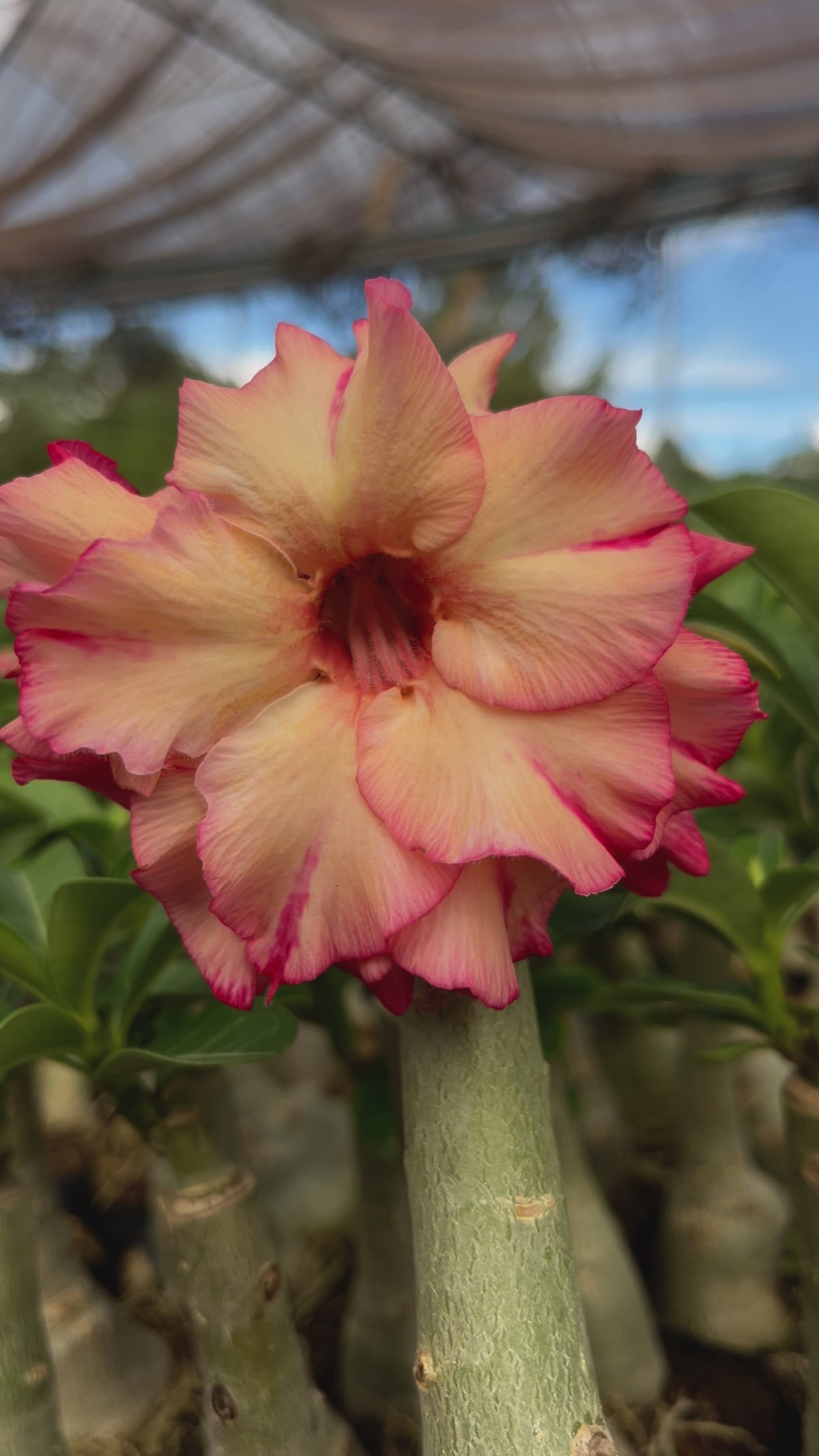 Rosa do Deserto - GM LU ( PERFUMADA )