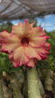 Rosa do Deserto - GM LU ( PERFUMADA )