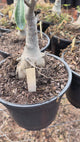 Rosa do Deserto - ENXERTO ADULTO - GM SCORCHED FIRE