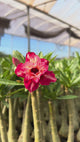 Rosa do Deserto - GM ACEROLA