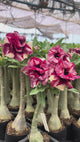 Rosa do Deserto - LEGANCY