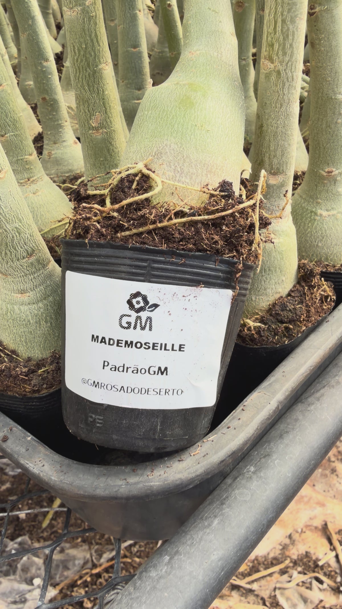 Rosa do Deserto - MADEMOSEILLE
