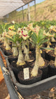 0105 - Rosa do Deserto- CANAN 25