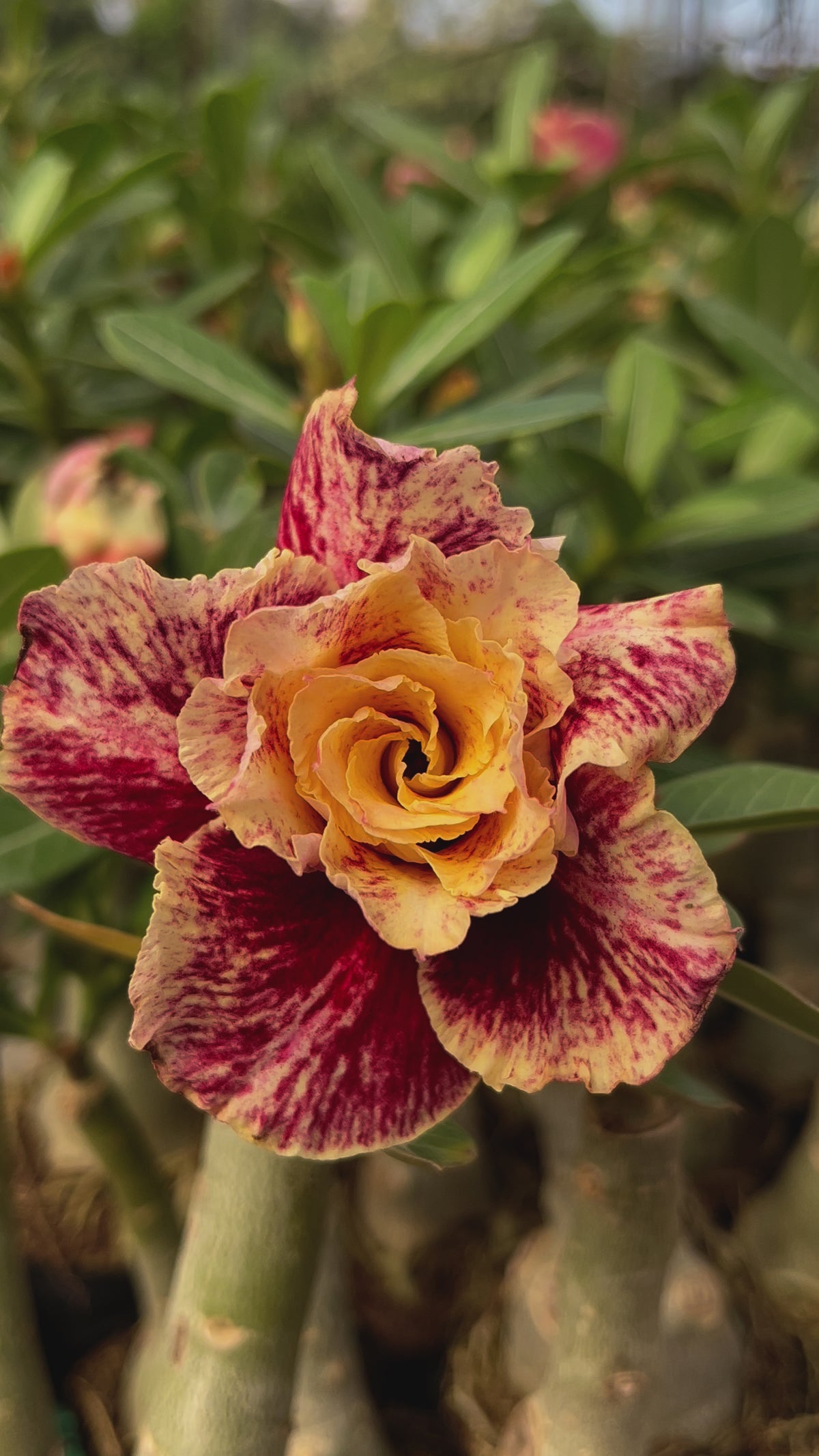 Rosa do Deserto - CURCUMA ( PERFUMADA )