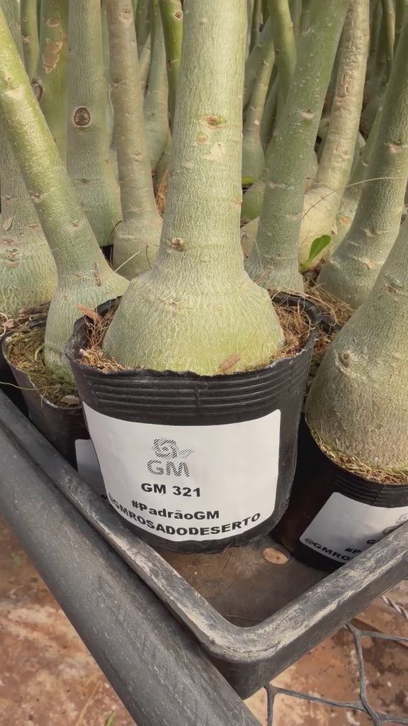 Rosa do deserto - GM 321