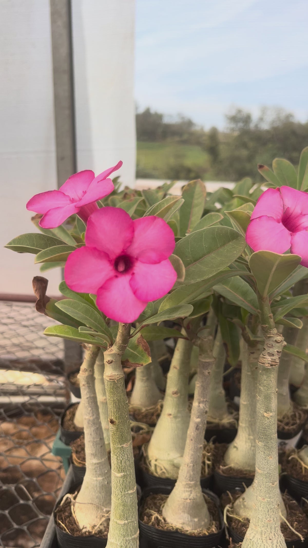 Rosa do Deserto - SWAZICUM