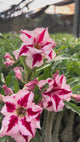 Rosa do Deserto - CHANNEL
